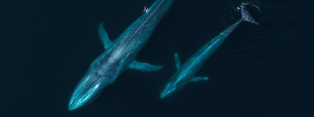Ballenas capturadas desde un dron.