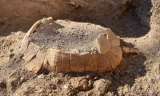 Encuentran restos de una tortuga "embarazada" en las ruinas de Pompeya