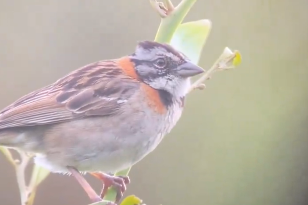 Pájaro Simón Bolívar