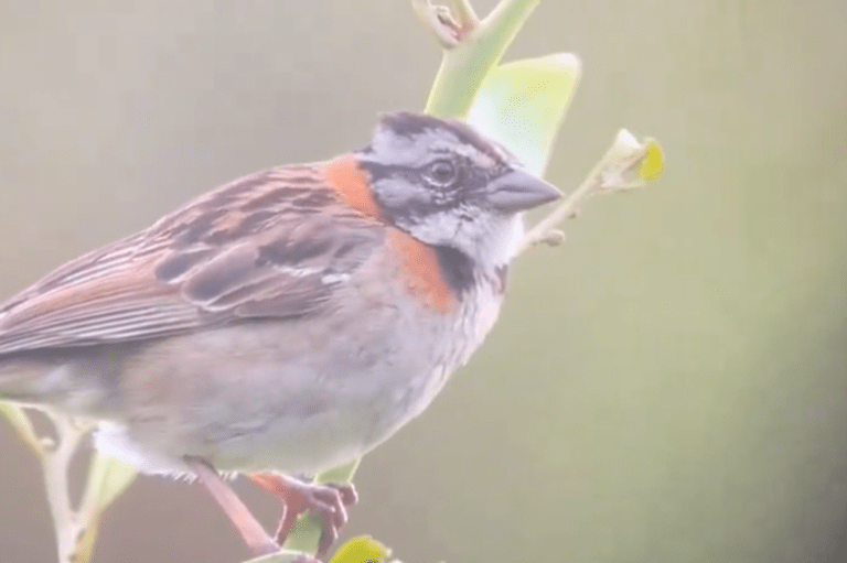 Recomendaciones para cuidar a la fauna durante el Festival Estéreo Picnic