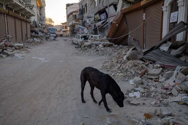 Desde que el sismo de magnitud 7,8 sacudió la región el pasado 6 de febrero, dejando más de 45.000 muertos en Turquía y Siria, cientos de gatos, perros, conejos y pájaros siguen atrapados bajo los escombros que dejó el devastador terremoto.