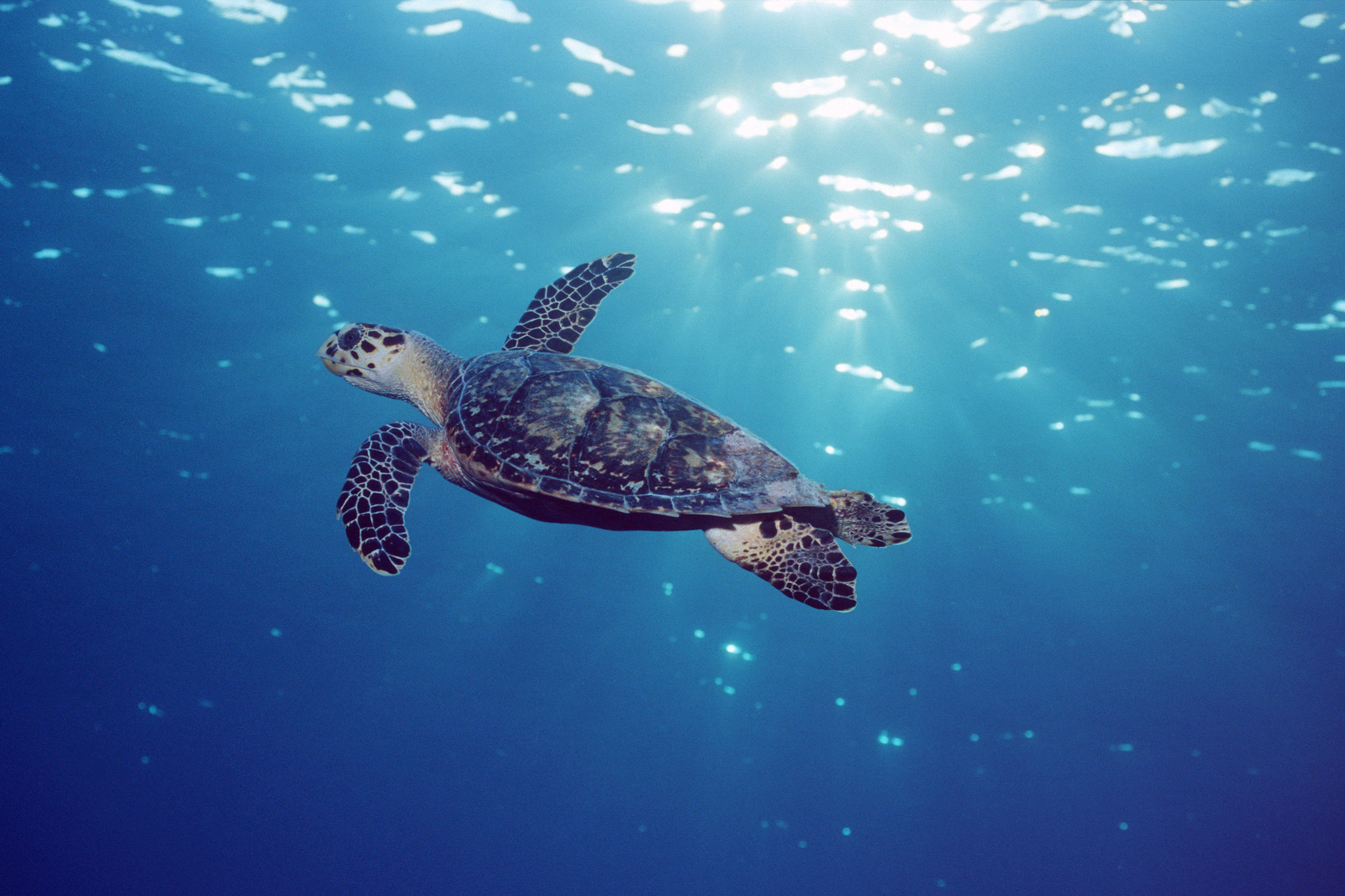 Tortuga carey de las Islas Caimán, en el Caribe.