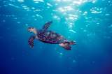 ¿Por qué las tortugas viven tantos años?
