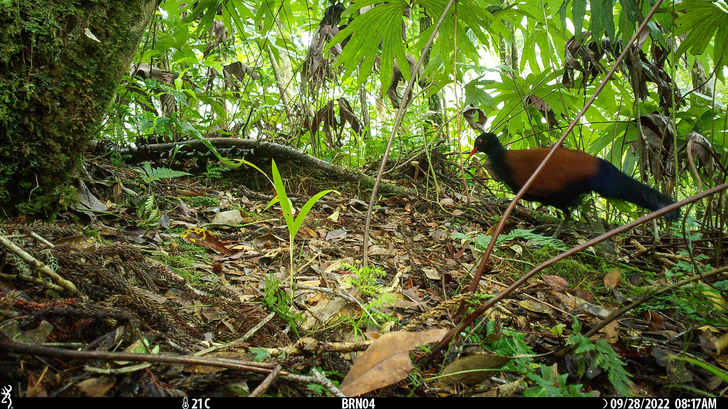 Ahora, el enfoque de los investigadores es proteger la especie, que probablemente está en peligro de extinguirse.