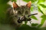 El abandono de gatos: una de las mayores amenazas para la biodiversidad en Colombia