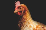 Así fue como las gallinas pasaron de ser aves salvajes a animales de granja