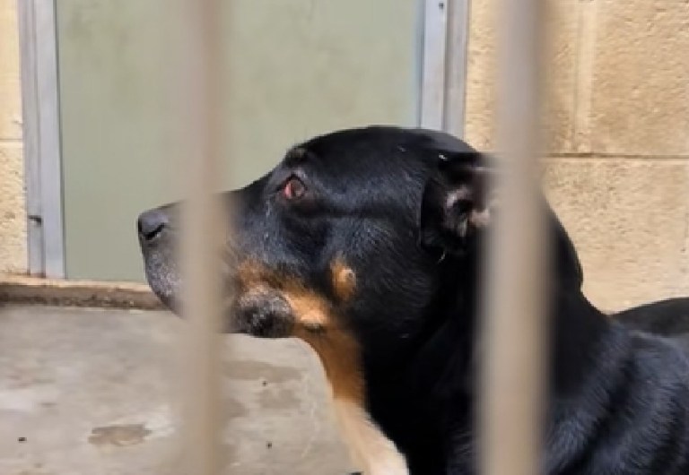 Perro rescatado fue tratado como ciego: esta es la impactante verdad detrás de su condición