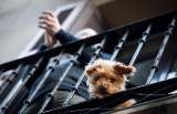 Perros y gatos, fuera de la lista de animales comestibles en China