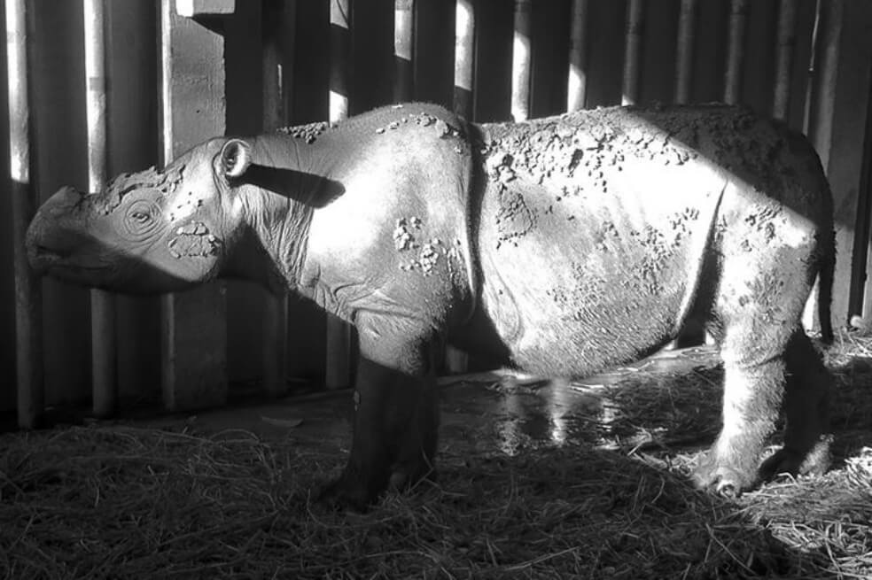 Ella era Iman, el último ejemplar de rinoceronte de Sumatra que aún restaba con vida en Malasia. La hembra murió a causa de un cáncer. / Facebook Borneo Rhino Alliance