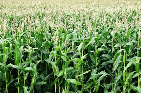 Se reactiva el proyecto que producirá más de 10.000 toneladas de cereal este año