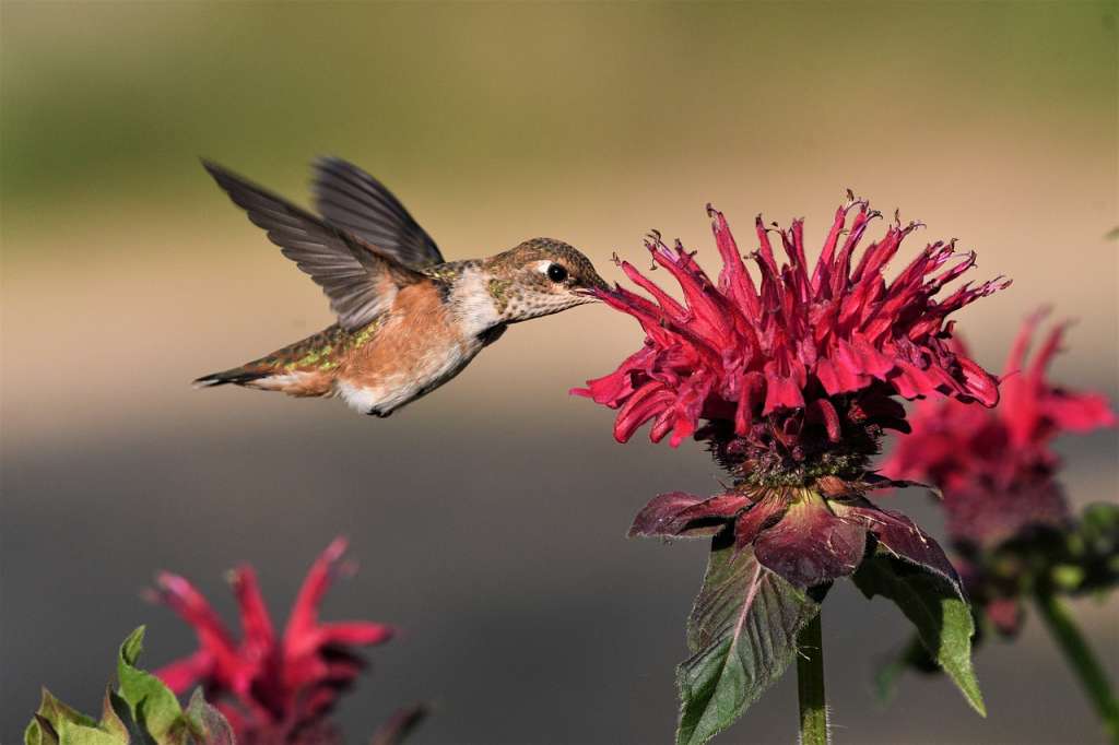 A los colibrí los atrae las flores con colores rojo, naranja y tonalidades entre rojo y morado.