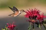Cinco flores que atraen colibríes y cómo cuidarlas