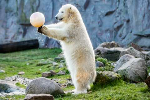El oso polar "Nanook" juega con una pelota durante su primer cumpleaños