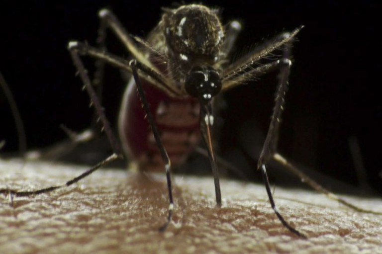Primeros mosquitos que no transmiten el dengue