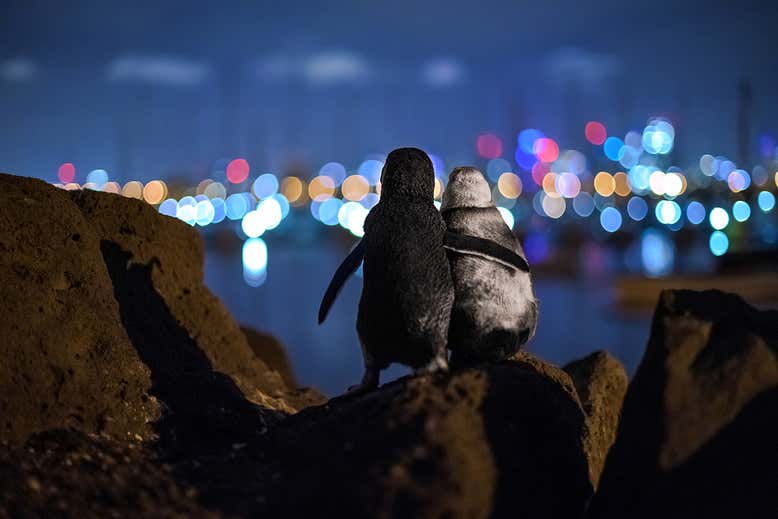 Fotografía tomada por Tobias Baumgaertner y ganadora del concurso del Ocean Photography Awards 2020.