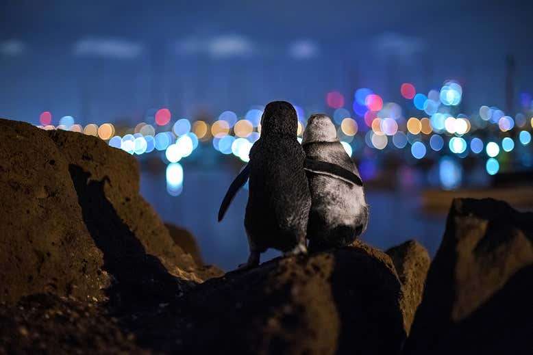 Fotografía tomada por Tobias Baumgaertner y ganadora del concurso del Ocean Photography Awards 2020.