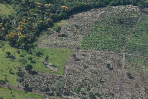 Dejan en libertad a banda señalada de deforestar más de 52 mil hectáreas de bosque en Meta