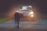 Los animales que perdemos atropellados en las carreteras colombianas