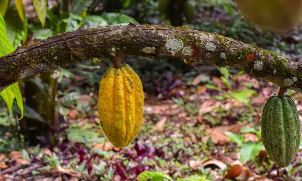 Cacao