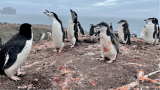 Los pingüinos son claves en el reciclaje de hierro en las aguas de la Antártida