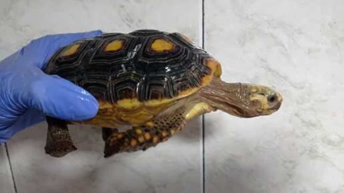 Autoridades recuperan once tortugas que iban a ser comercializadas en Bogotá