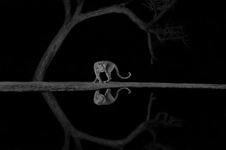 Richard Li ganó en la categoría "blanco y negro". "En un refugio escondido en Kenia, esperé pacientemente hasta altas horas de la noche para capturar el elegante momento en que un leopardo se acercaba al estanque y se daba vuelta con elegancia", dijo Li. /Richard Li - World Nature Photography Awards.