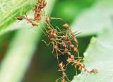 Plantas de hace 150 millones de años ayudaron a especies de hormigas nuevas a sobrevivir