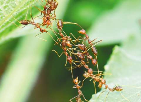 Las hormigas están en casi todo el mundo, ¿cómo lo lograron? Hay nuevas pistas