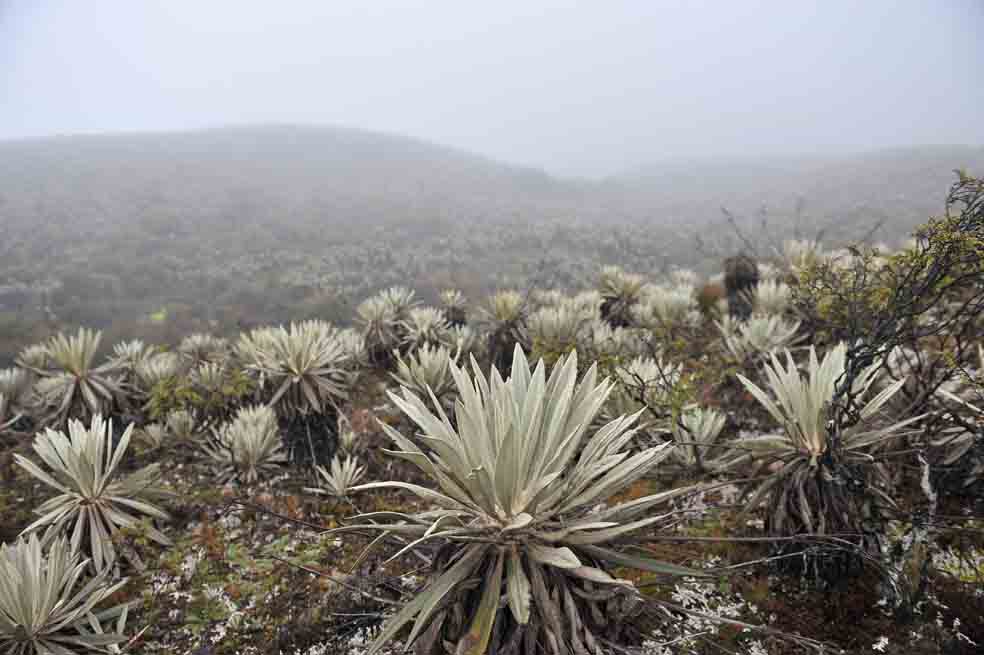 Imagen del páramo de Sumapaz, uno de los territorios que entran dentro del debate de las Zonas de Reserva Campesina. /Archivo
