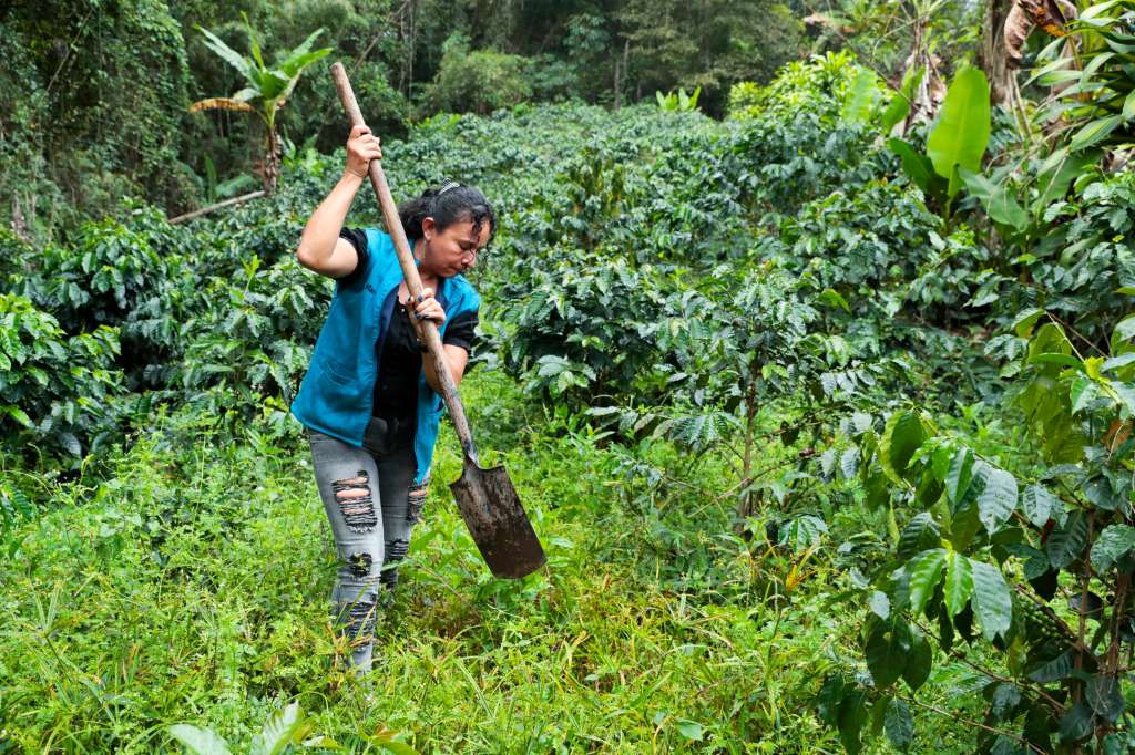 ACOMPAÑA CRÓNICA: COLOMBIA CAFÉ VIO400. VIOTÁ (COLOMBIA), 11/08/2024.- La integrante de la Asociación de Mujeres Caficultoras de Viotá y Tequendama (Asomucavit), Marcely Cañón, siembra una planta de café el 09 de agosto de 2024 en Viotá (Colombia). En una finca remota del municipio de Viotá, en el departamento colombiano de Cundinamarca, Luz Marina Peñalosa y sus compañeras cultivan el café que comercializan a través de su asociación de mujeres caficultoras y sueñan con que algún día salga del país y llegue a otras latitudes. EFE/ Carlos Ortega