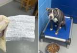 La emotiva carta con la que una dueña se despidió de su perrita antes de abandonarla