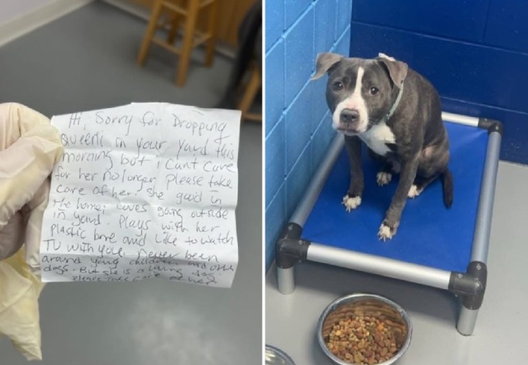 La emotiva carta con la que una dueña se despidió de su perrita antes de abandonarla