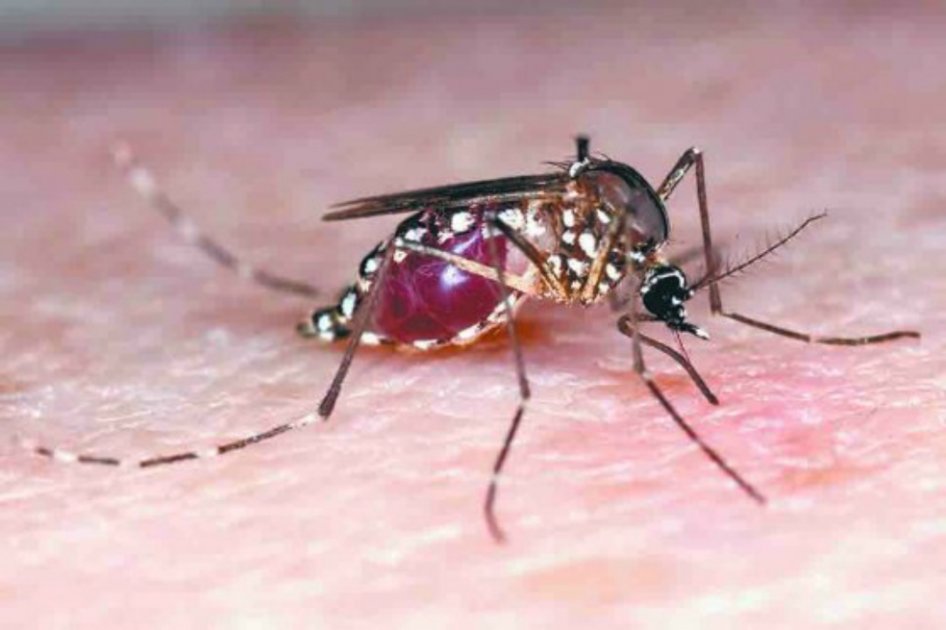 El mosquito Aedes aegypti es el responsable de la transimisión del dengue, chikungunya y zica / Flickr - U.S. Department of Agriculture