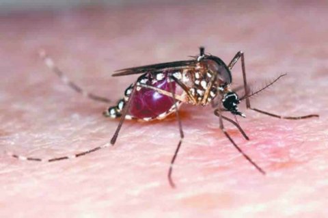 La vagina, nicho del virus del Zika