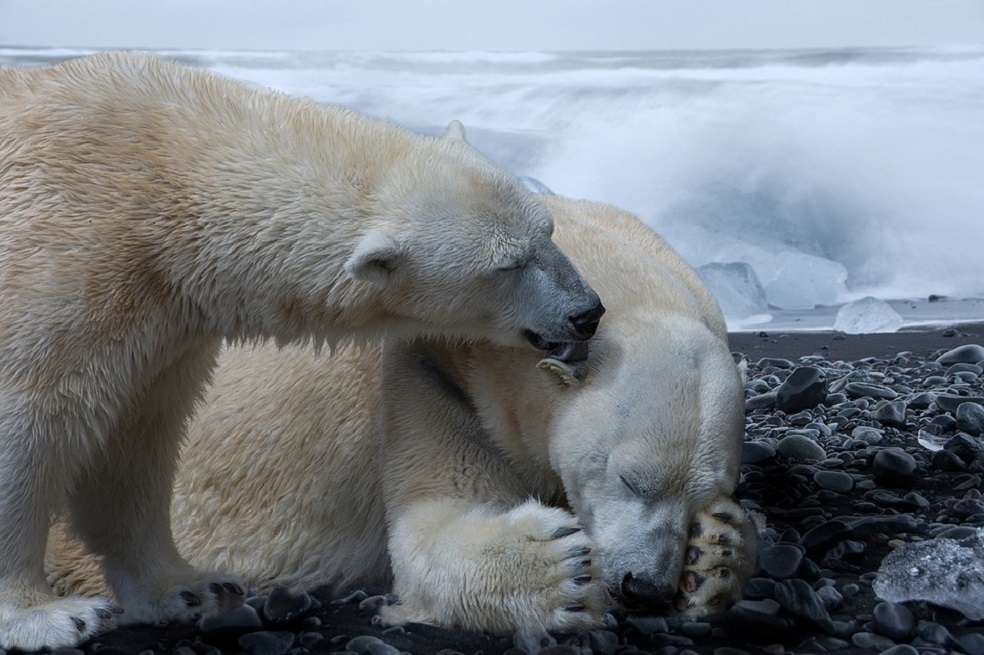 Más de la mitad de los osos polares no pudo cumplir con su demanda de alimentos. / Pixabay