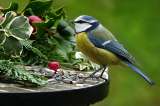 Las aves podrían estar perdiendo sus colores debido al cambio climático