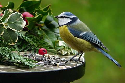 Las aves podrían estar perdiendo sus colores debido al cambio climático