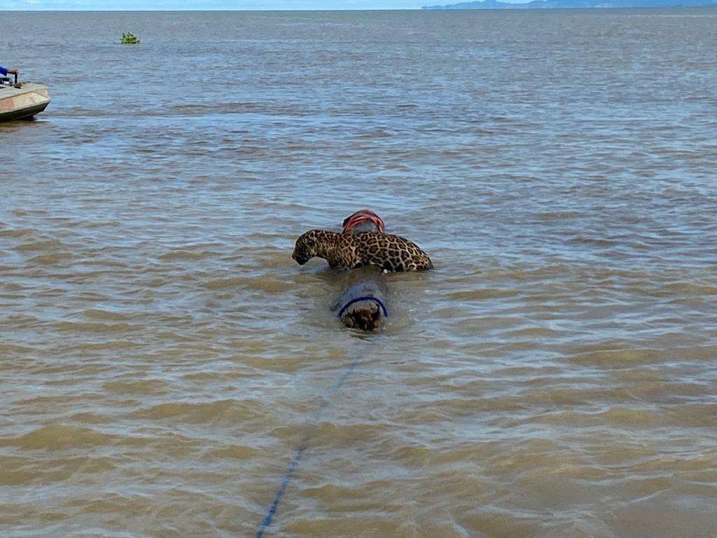 Después de una hora de intentos, el jaguar tomó el flotador de la Armada.