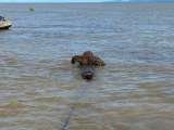 Rescatan a jaguar que nadaba a la deriva en Turbo, Antioquia