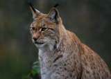 Los linces en Francia se podrían extinguir en los próximos 30 años