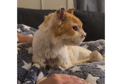 La historia de esperanza de Sr. Gato en medio de los incendios de California