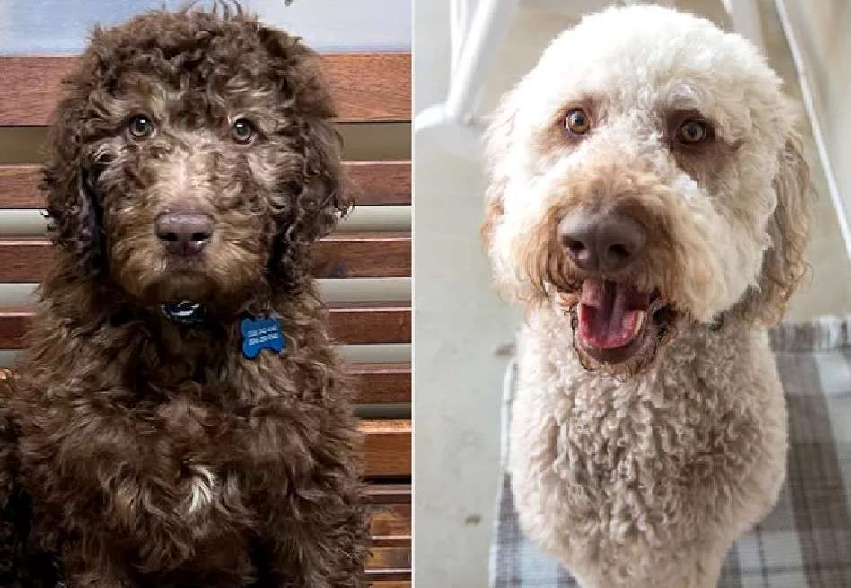 La causa de esta transformación tan peculiar es el vitiligo, una condición autoinmune poco común en perros.