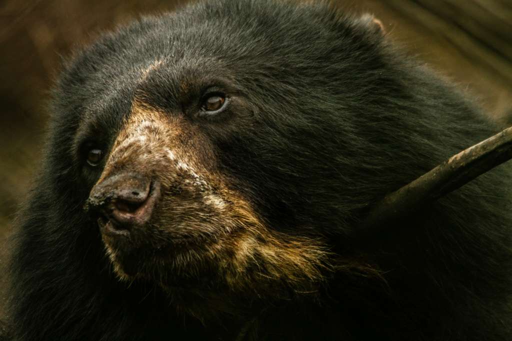 El oso andino es el único oso nativo de Sudamérica / Cortesía