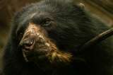 El oso andino está recuperando su hábitat en las montañas de Colombia