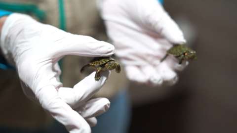 Rescatan más de 700 especies de fauna silvestre que iban a ser comercializadas