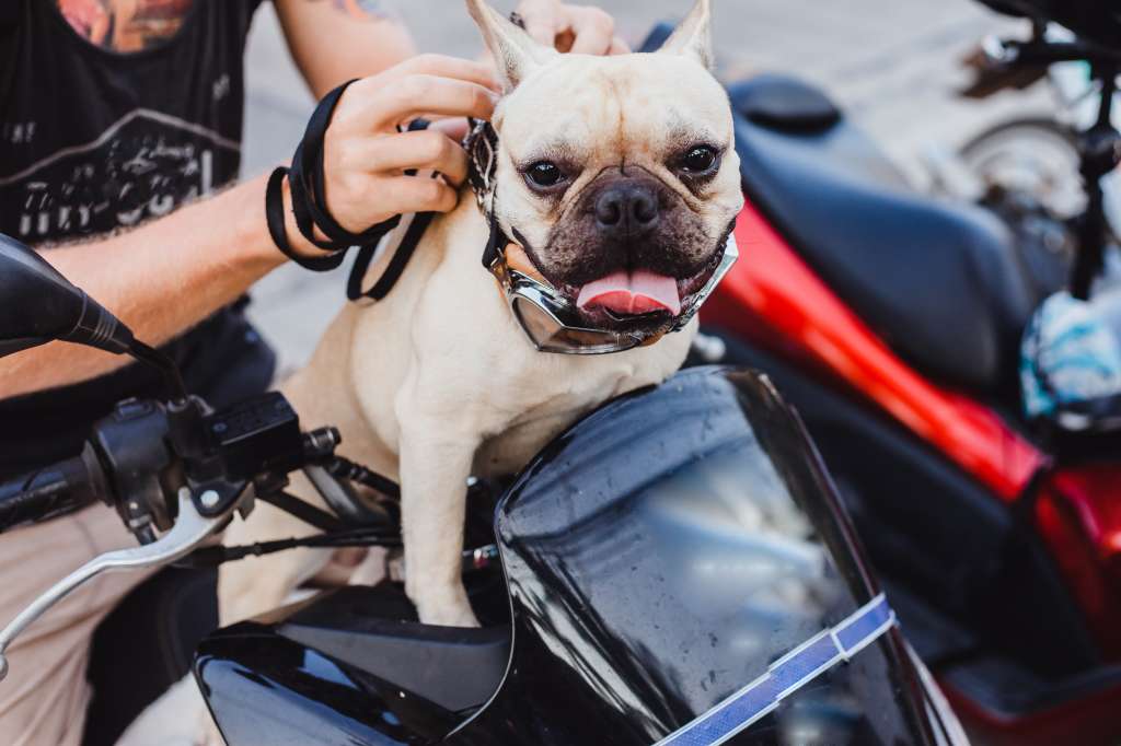 ¿Se puede viajar en moto con perros o gatos? Videos se hacen virales