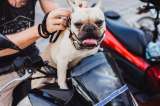 ¿Es legal llevar perros en moto en Colombia?