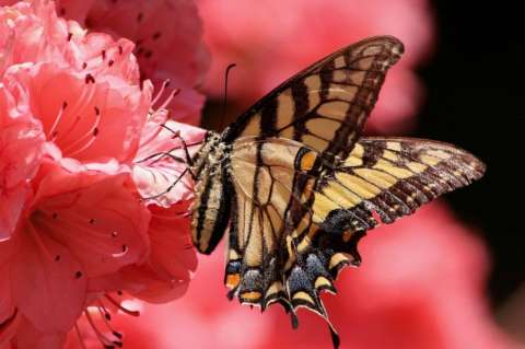 Interacción entre flores y mariposas, deteriorada por cambio climático