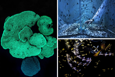 Fotógrafo ambiental del año: estos son los ganadores de 2023