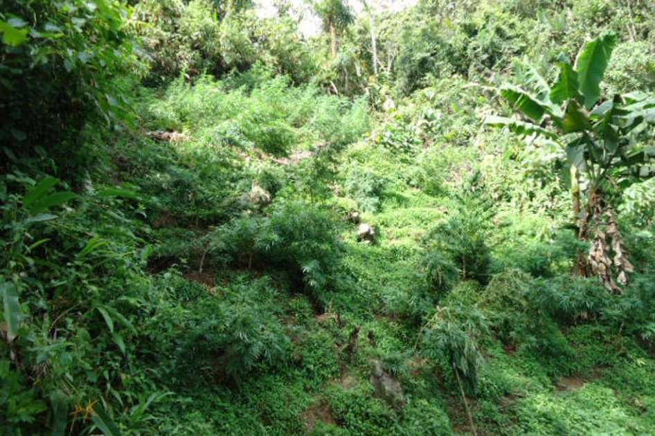 Cultivo de marihuana hallado y erradicado por el Ejército Nacional. / Cortesía